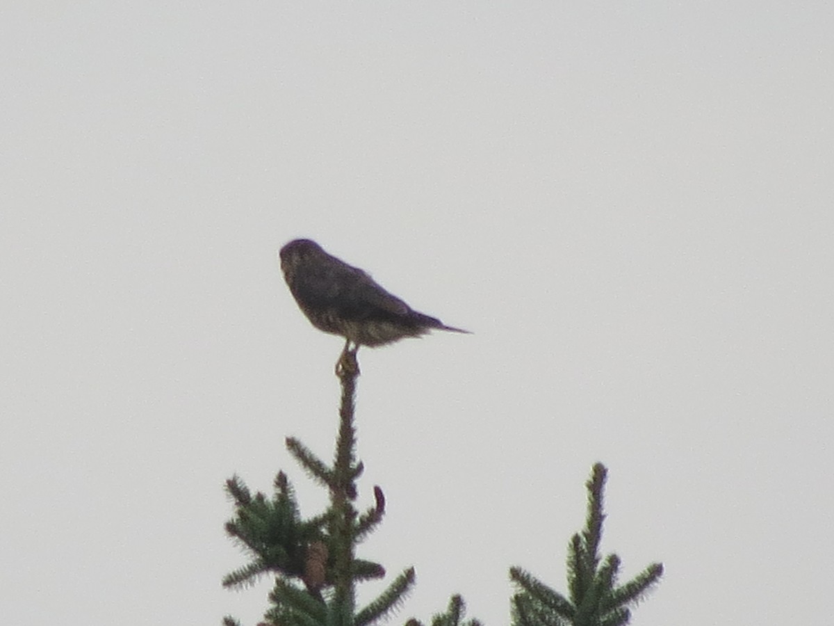 Belatz txikia - ML622229338