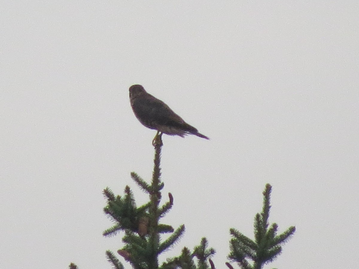 Belatz txikia - ML622229339