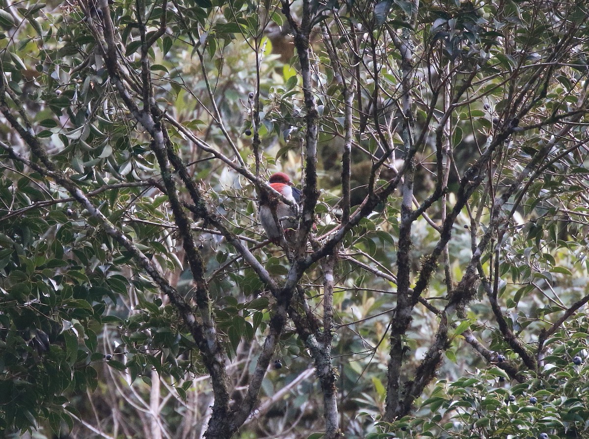 Flame-breasted Fruit-Dove - ML622229340