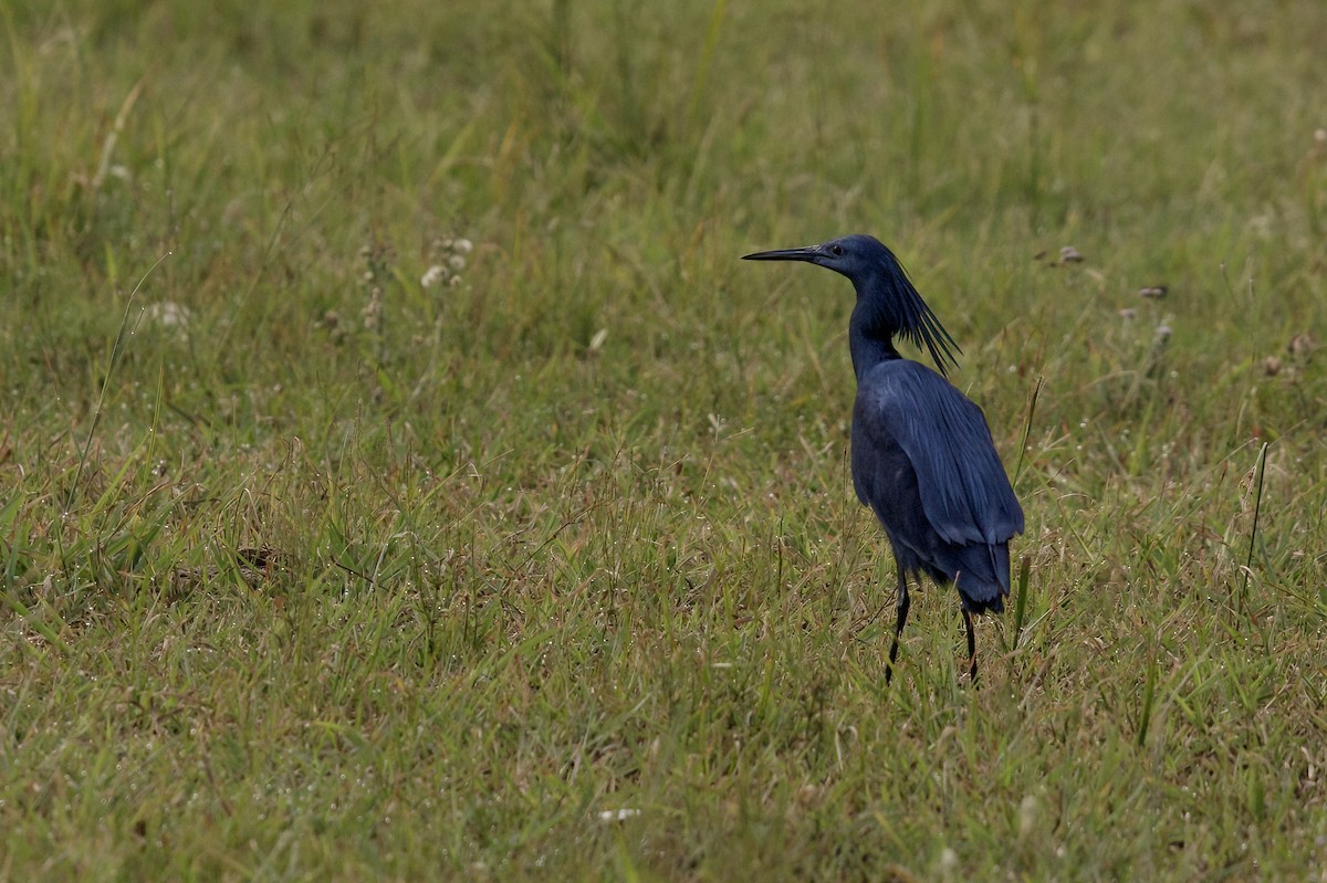Black Heron - ML622229345