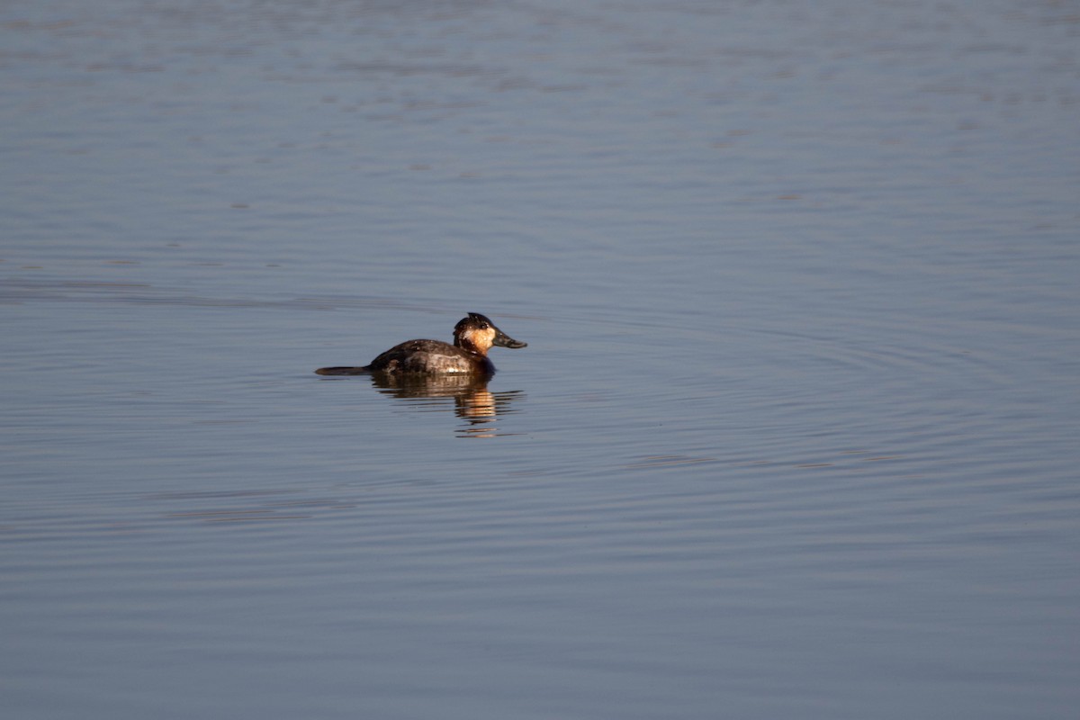 Ruddy Duck - ML622229380