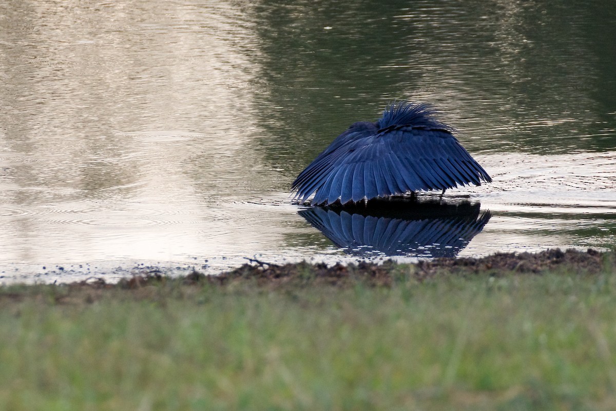 Black Heron - ML622229421