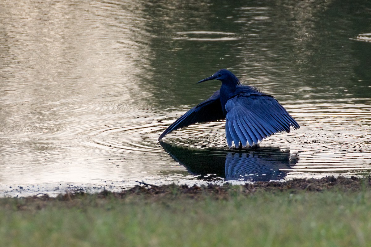 Black Heron - ML622229422