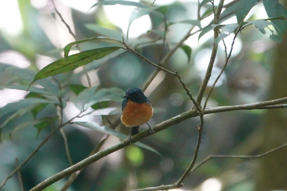 Sulawesi Blue Flycatcher - ML622229479