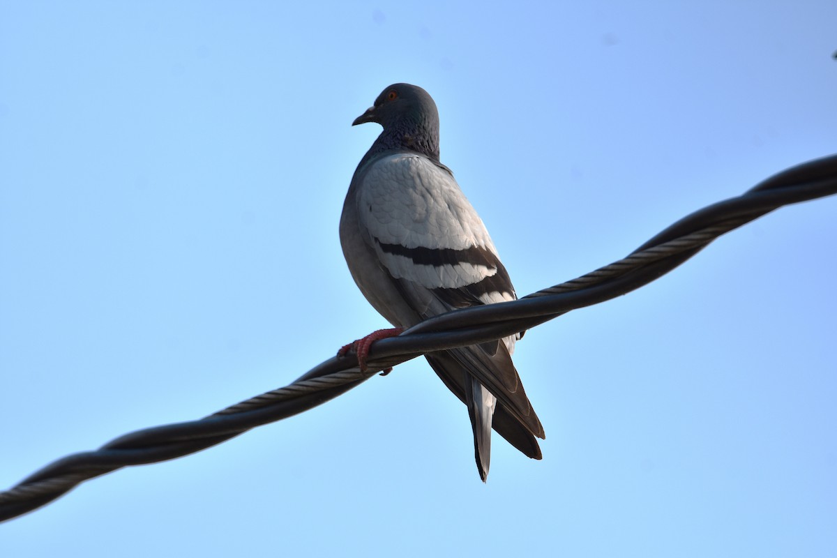 Rock Pigeon (Feral Pigeon) - ML622229495