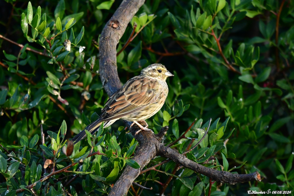 Hesi-berdantza - ML622229532