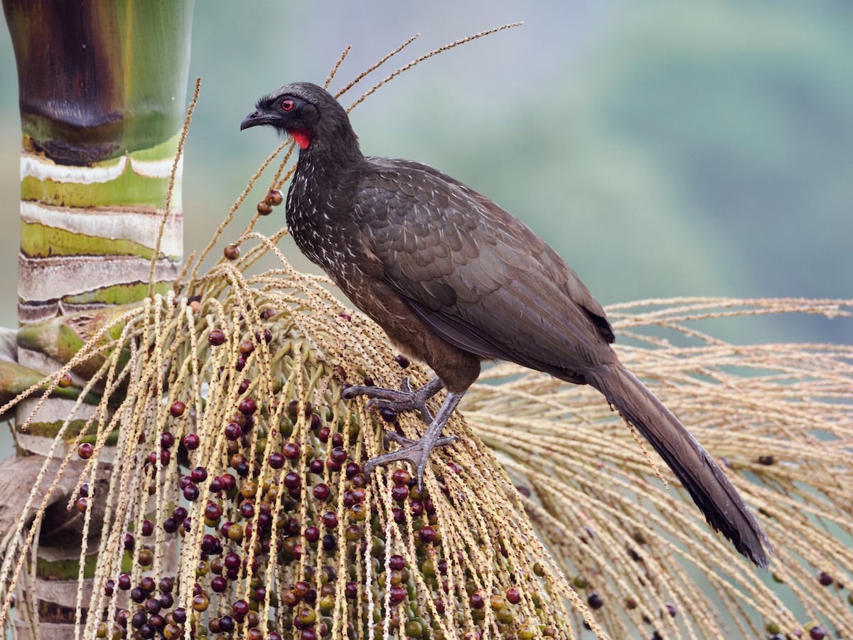 Dusky-legged Guan - ML622229571