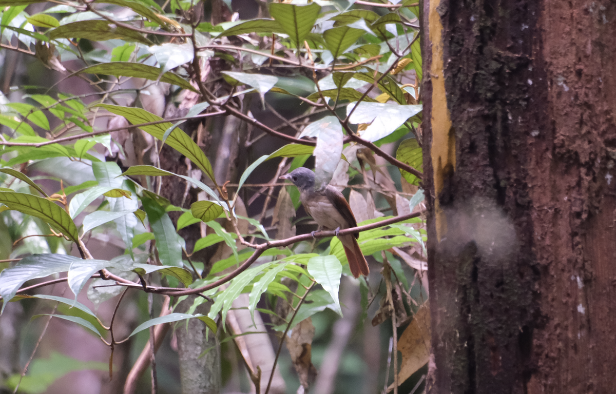 Rufous-winged Philentoma - ML622229620