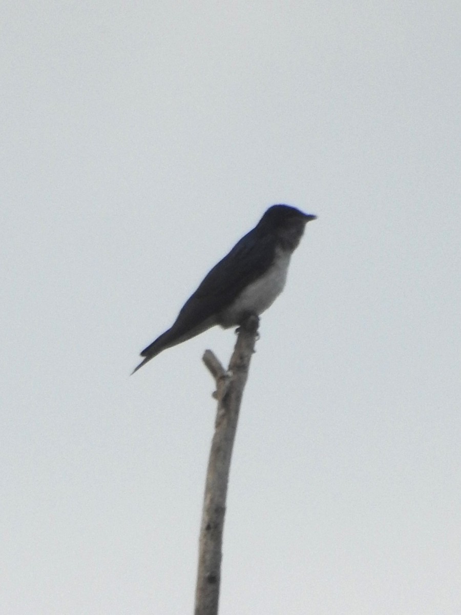 Gray-breasted Martin - ML622229669