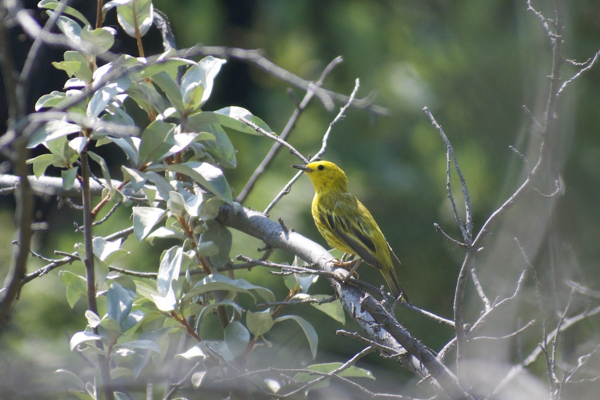 Yellow Warbler - ML622229677