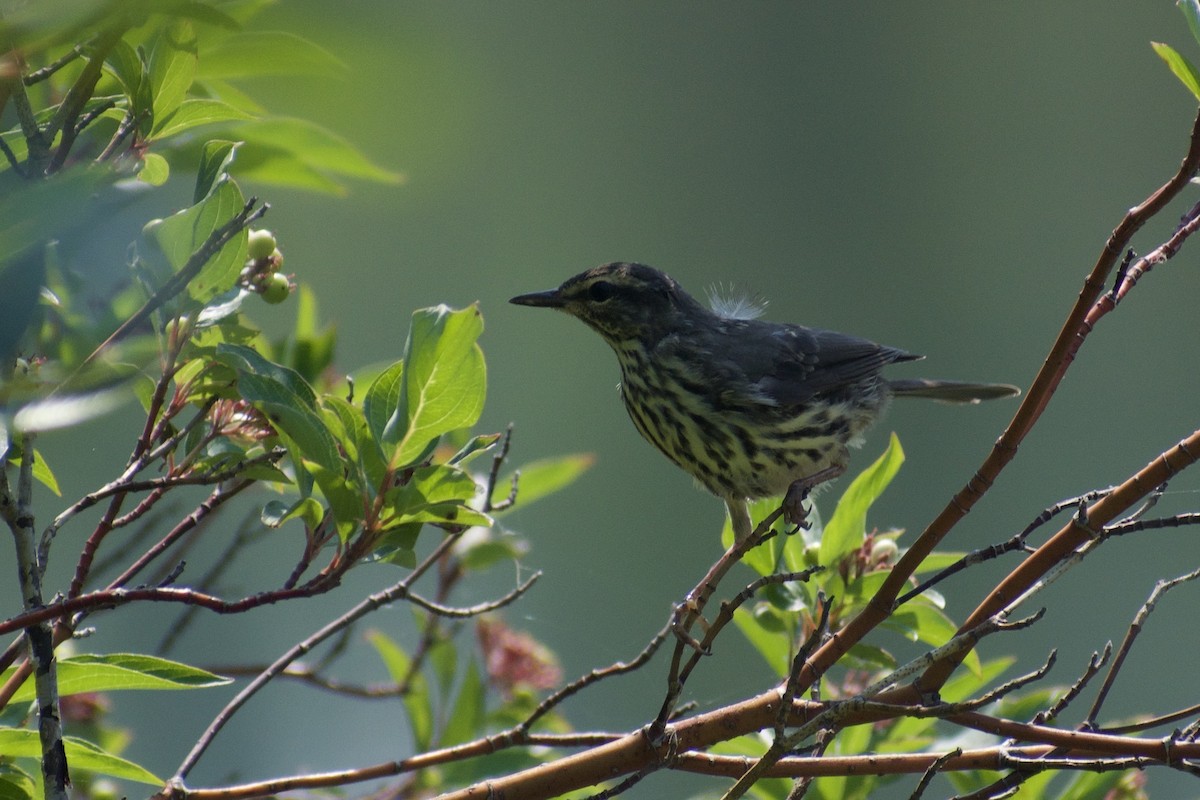 Northern Waterthrush - ML622229679