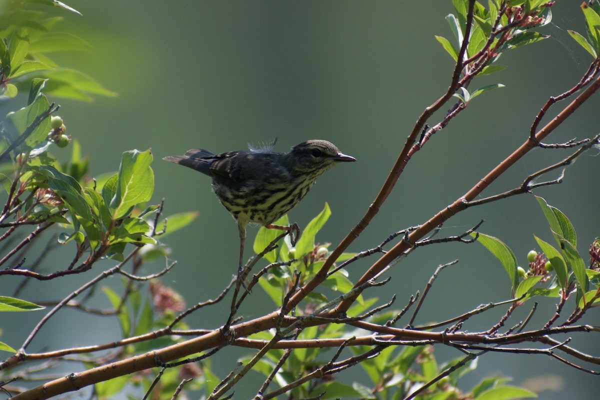 Northern Waterthrush - ML622229680