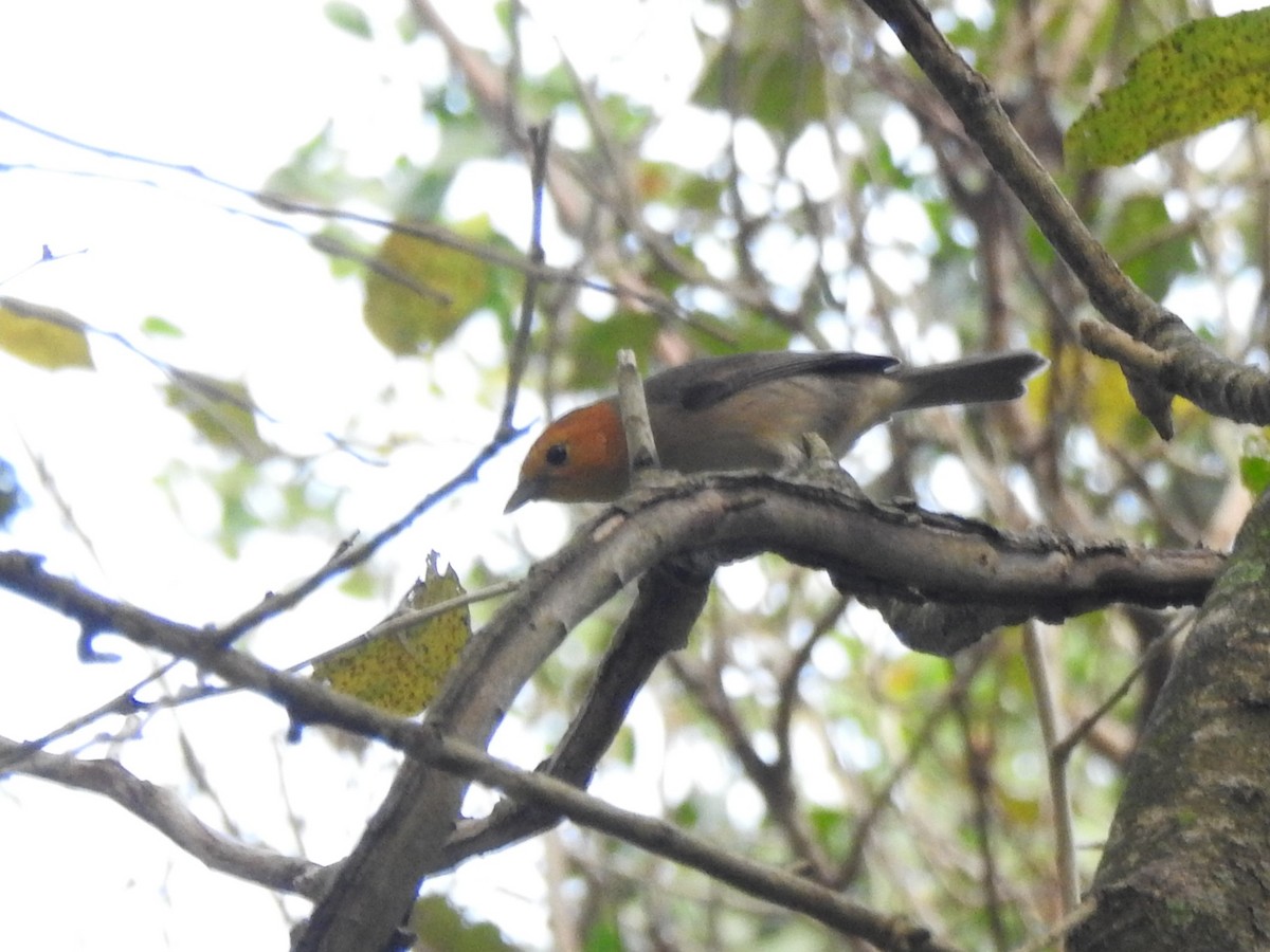 Orange-headed Tanager - ML622229729