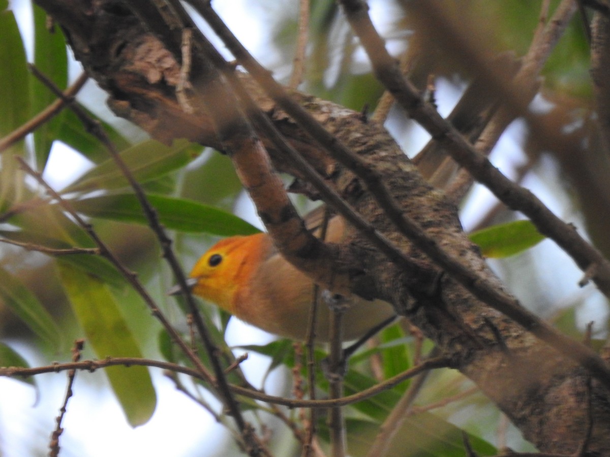 Orange-headed Tanager - ML622229730