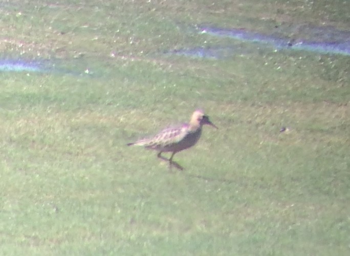 Buff-breasted Sandpiper - ML622229781
