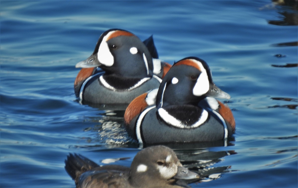 Harlequin Duck - ML622229855