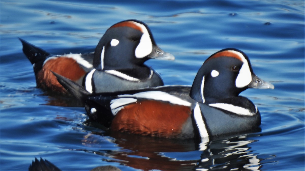 Harlequin Duck - ML622229856