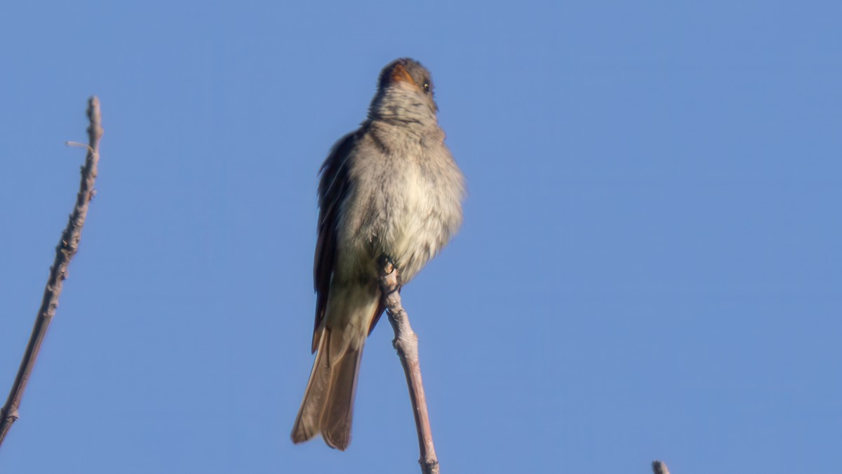 Eastern Wood-Pewee - ML622229885