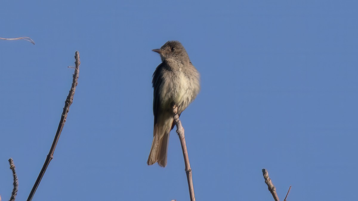 Eastern Wood-Pewee - ML622229886