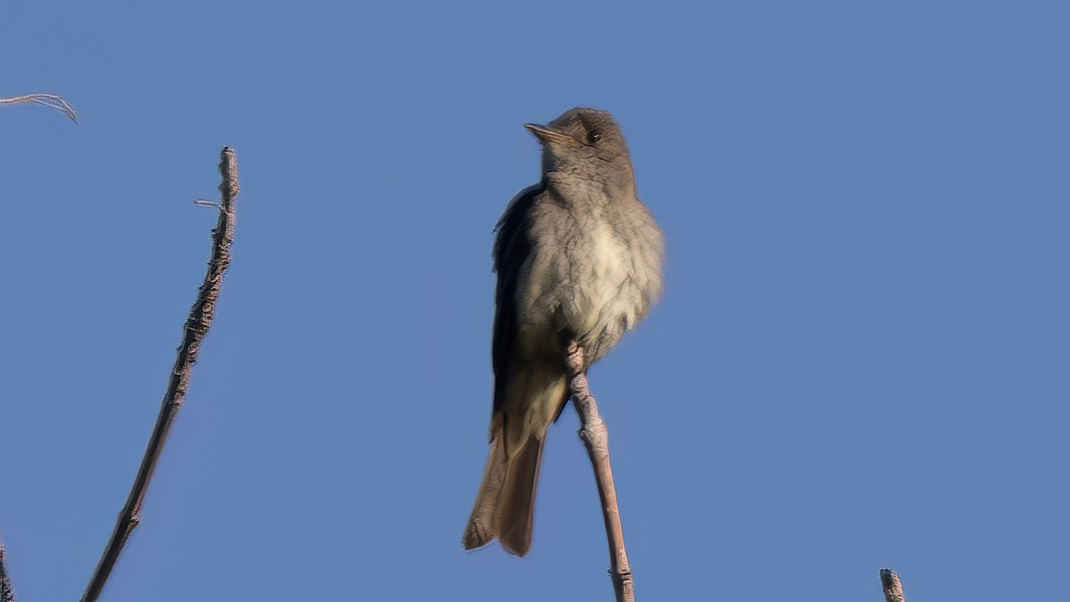 Eastern Wood-Pewee - Jim Gain