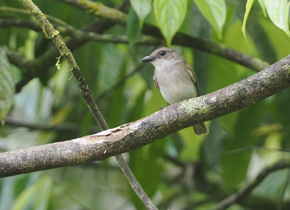 Mangrove Whistler - ML622229934