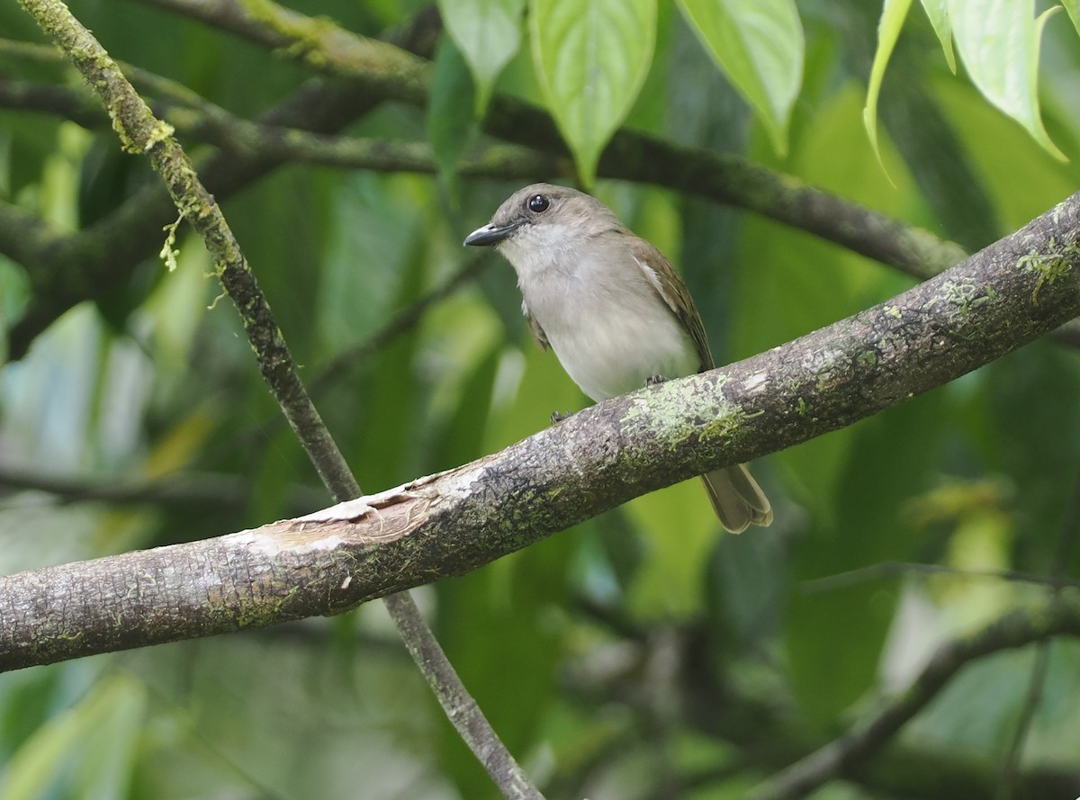 Mangrove Whistler - ML622229941