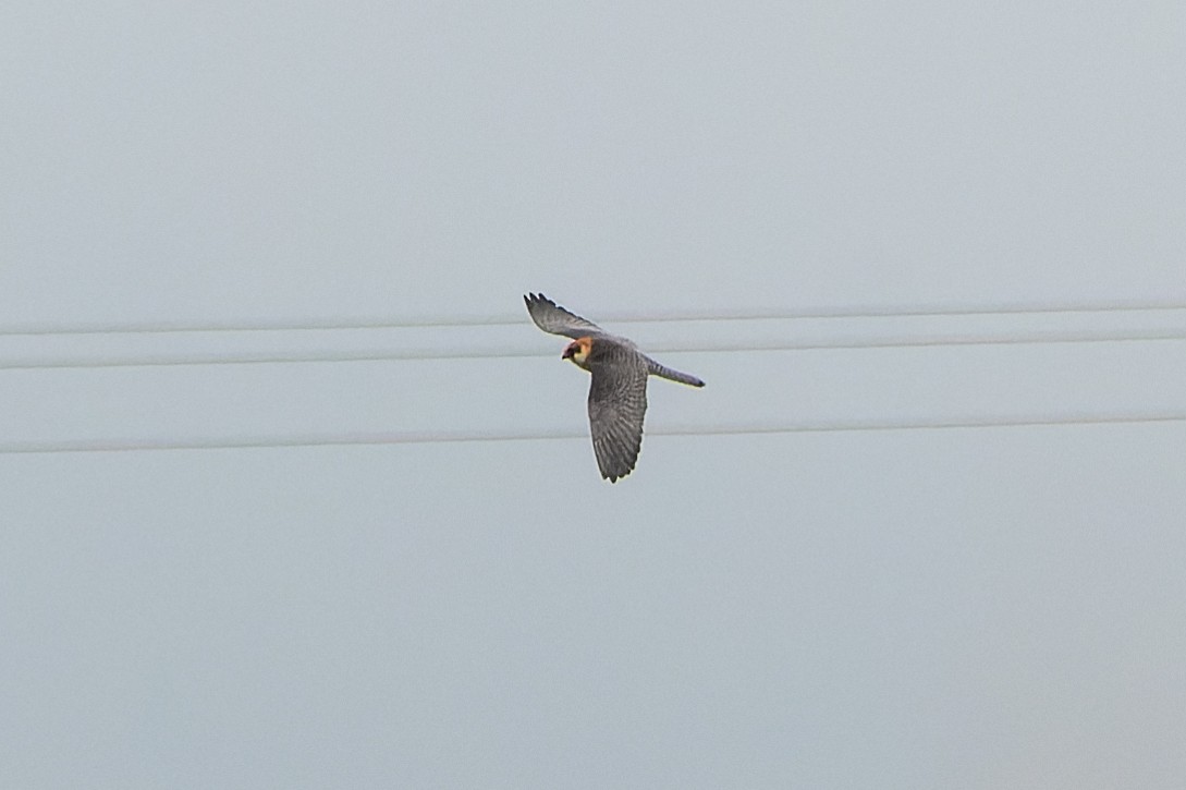 Red-footed Falcon - ML622229942