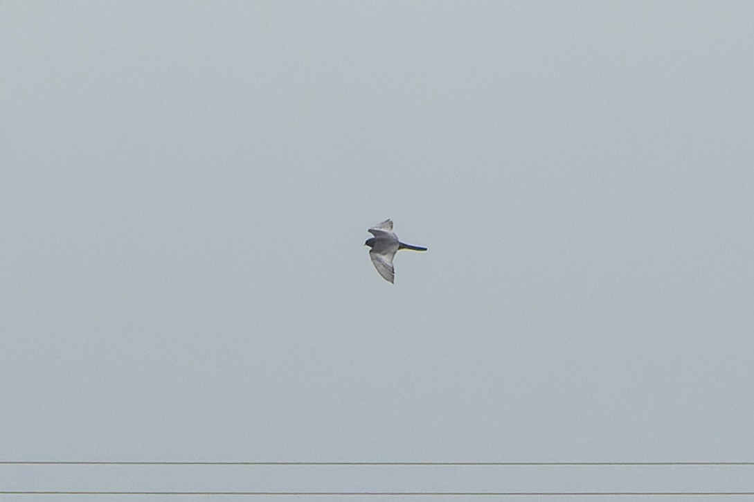 Red-footed Falcon - ML622229943