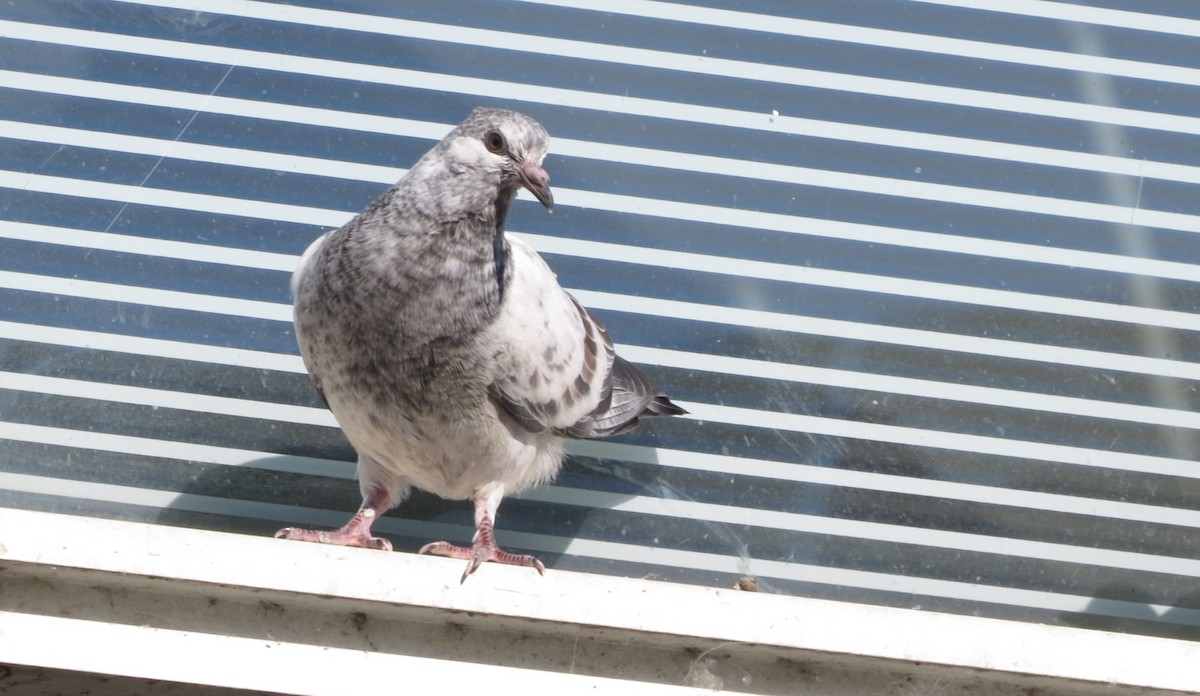 Rock Pigeon (Feral Pigeon) - ML622229947