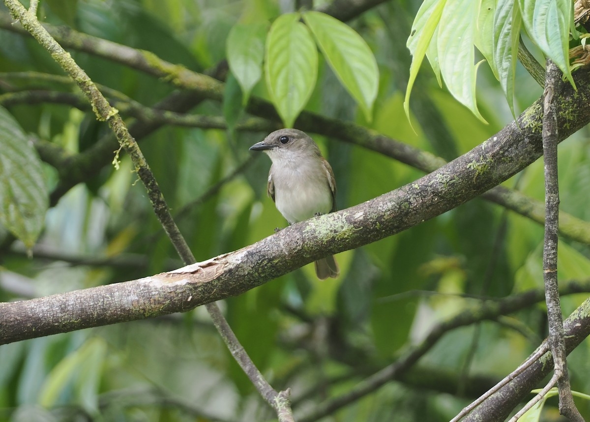 Mangrove Whistler - ML622229952