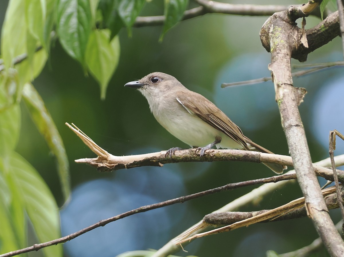 Mangrove Whistler - ML622229962