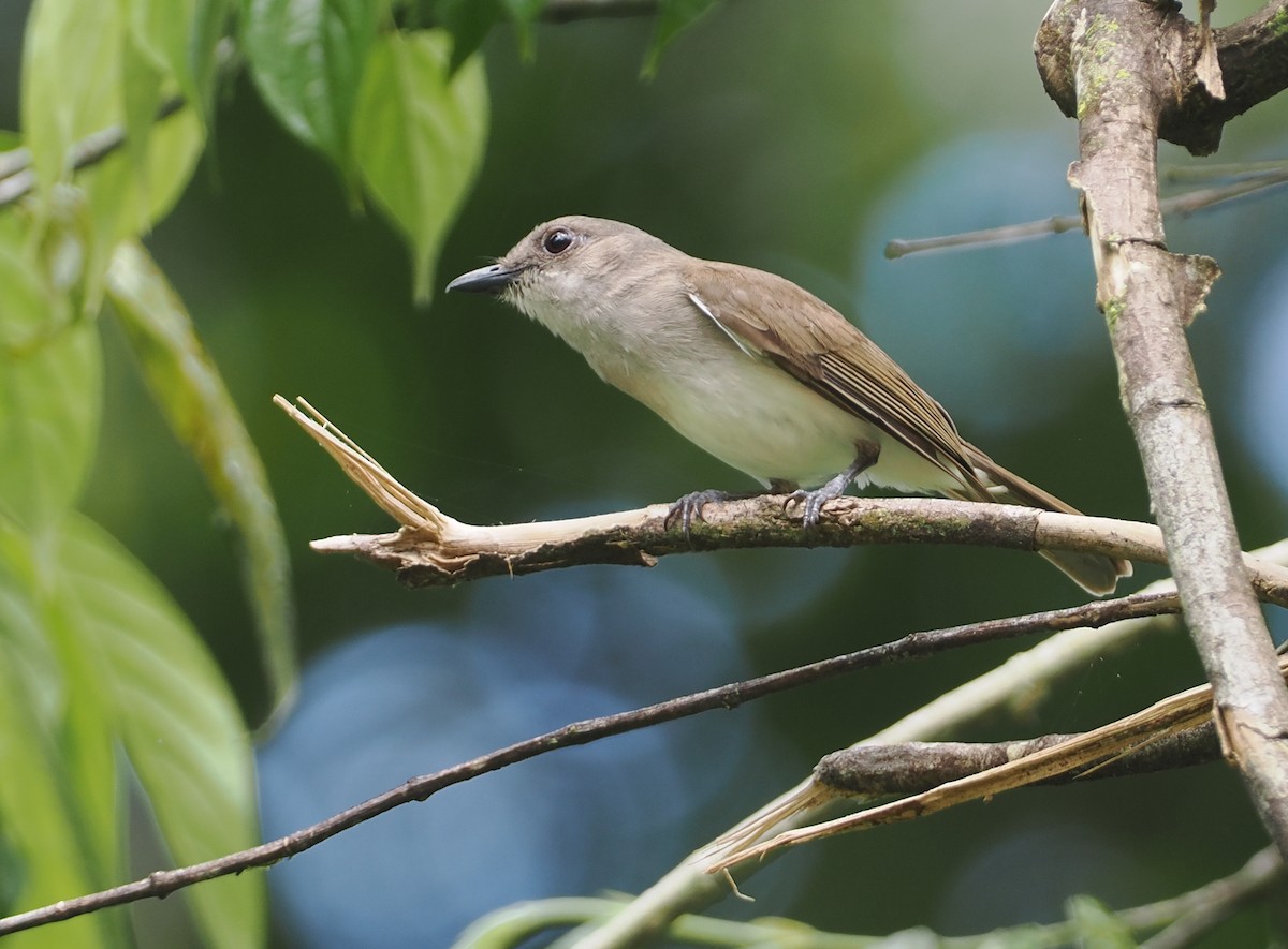 Mangrove Whistler - ML622229968