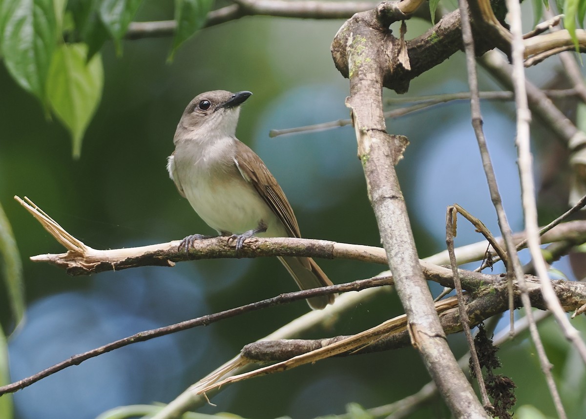 Mangrove Whistler - Stephan Lorenz