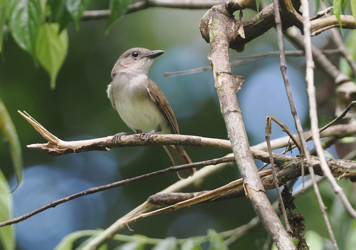 Mangrove Whistler - ML622229988