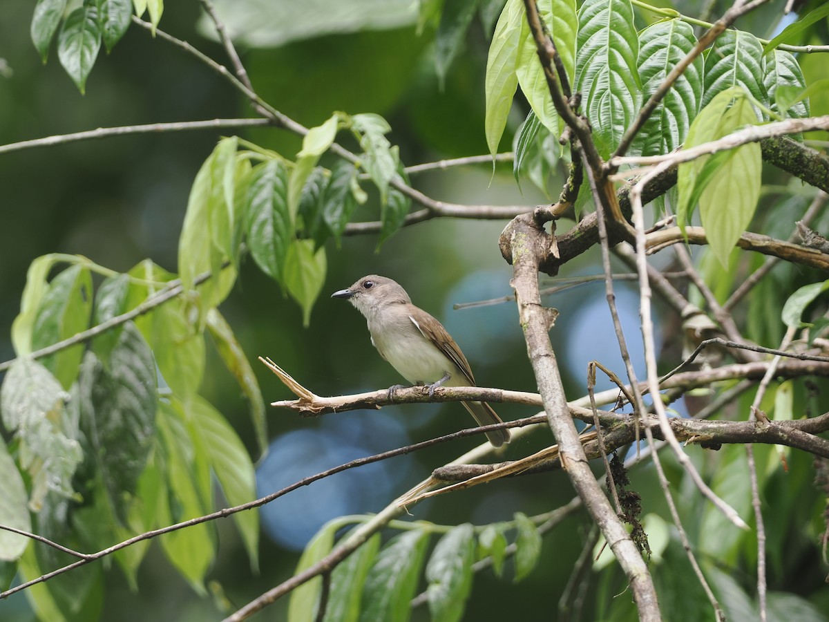 Mangrove Whistler - ML622230022