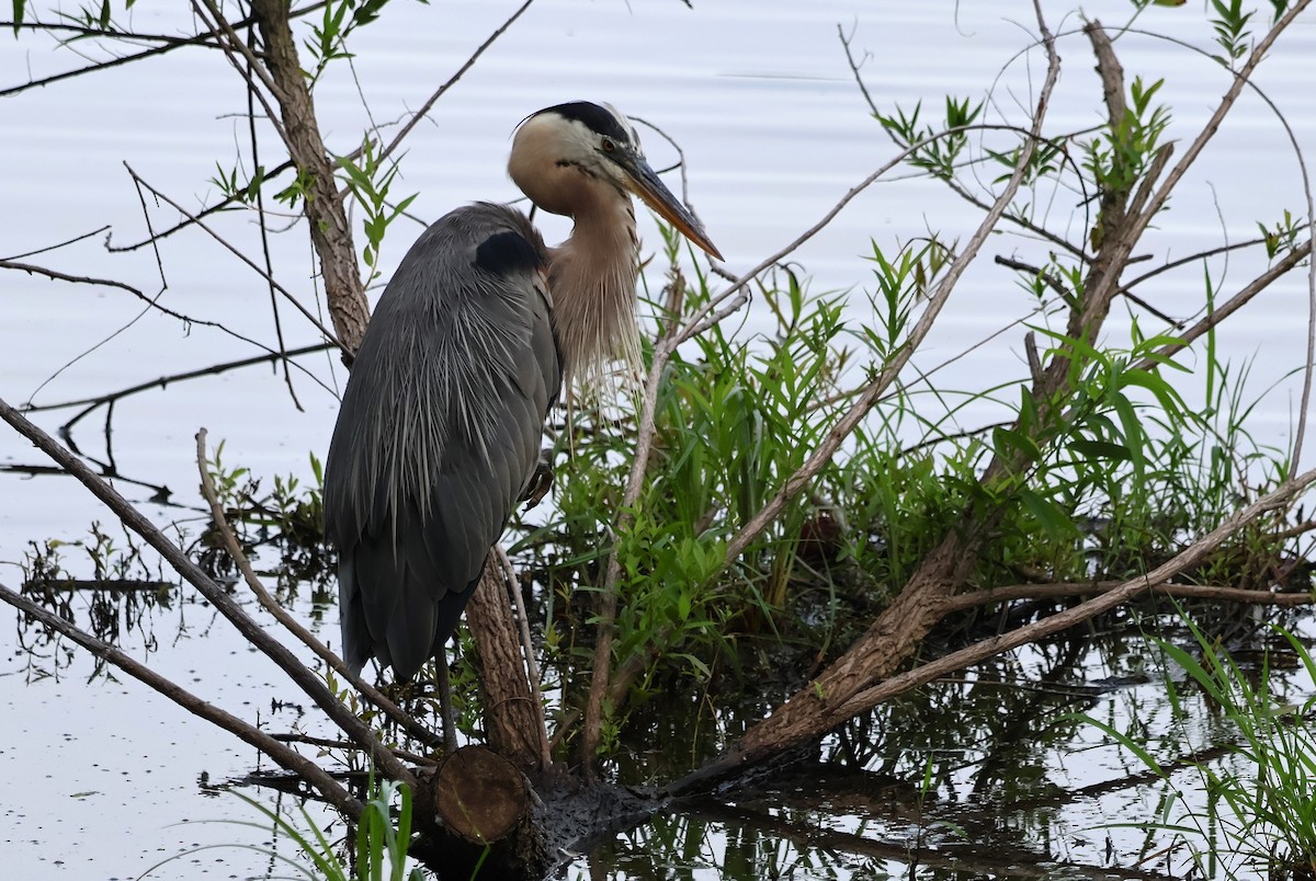 Great Blue Heron - ML622230070