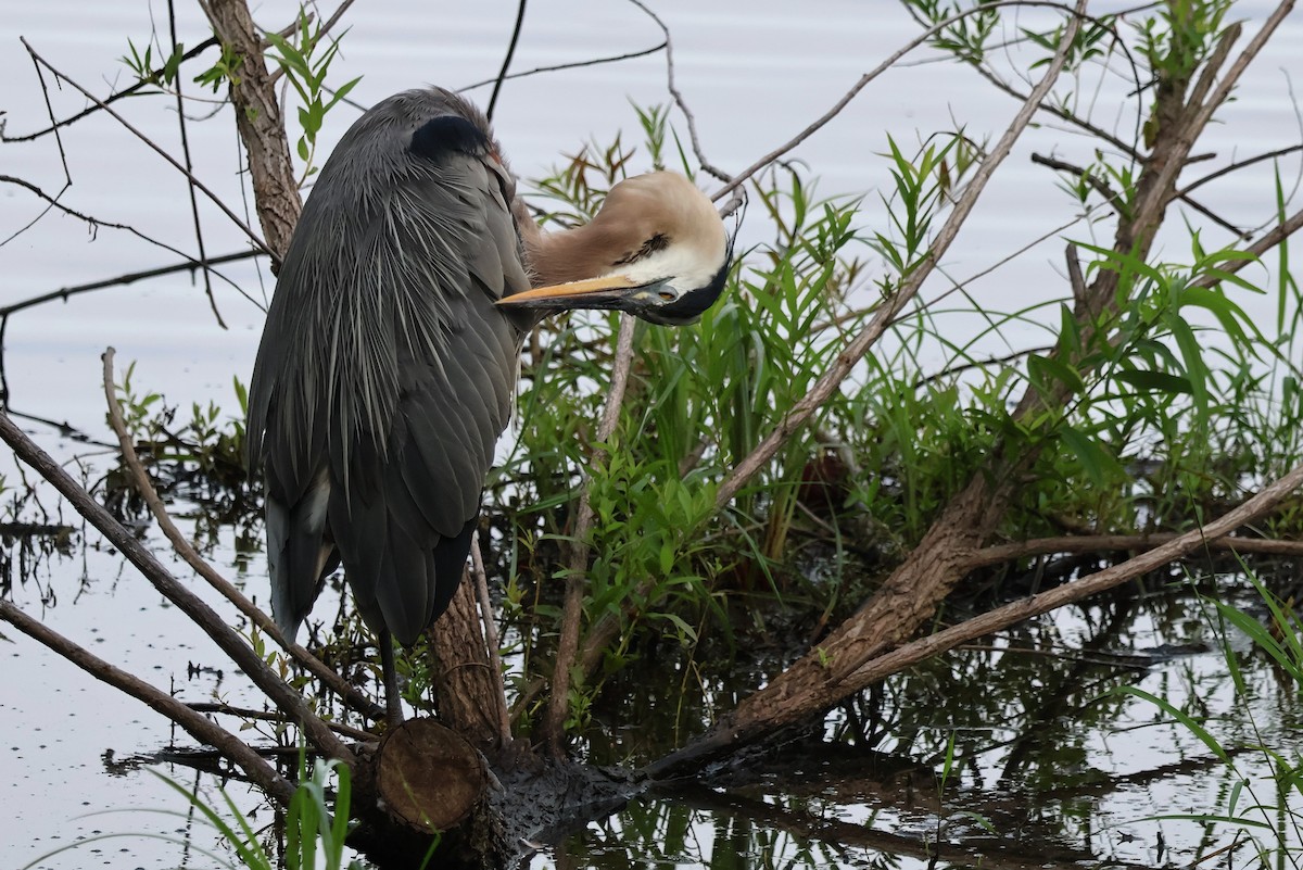 Great Blue Heron - ML622230071