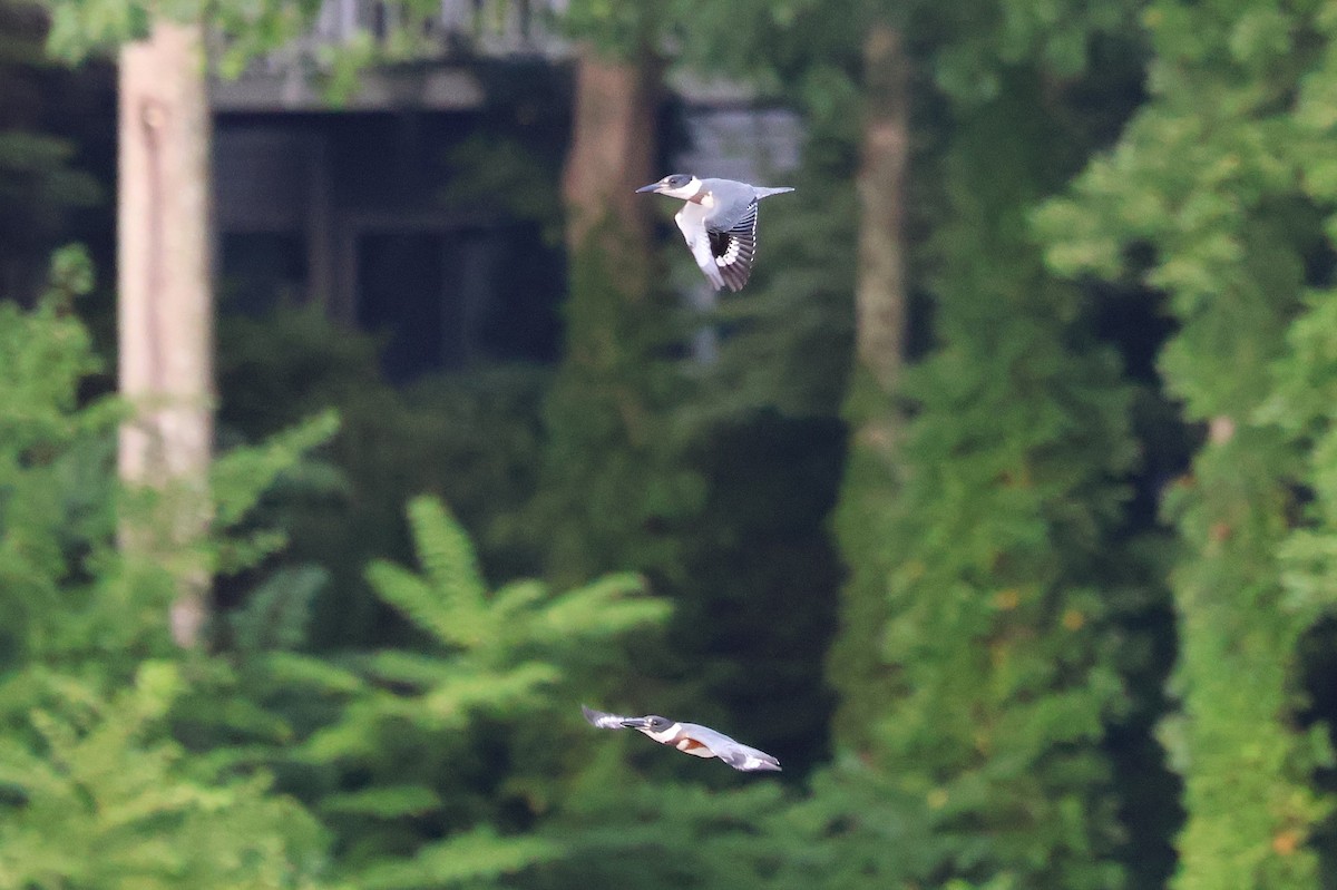 Belted Kingfisher - ML622230078