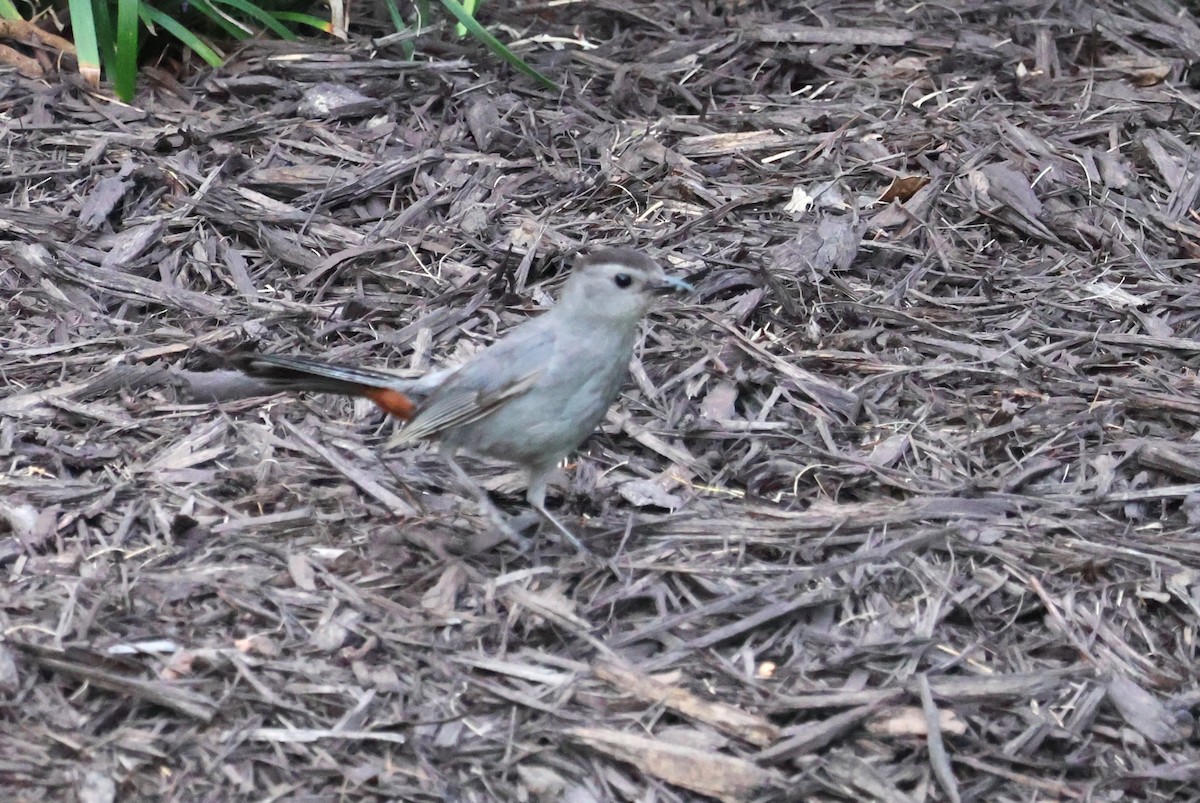 Gray Catbird - ML622230079