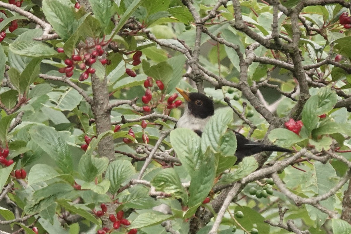 White-collared Blackbird - ML622230100