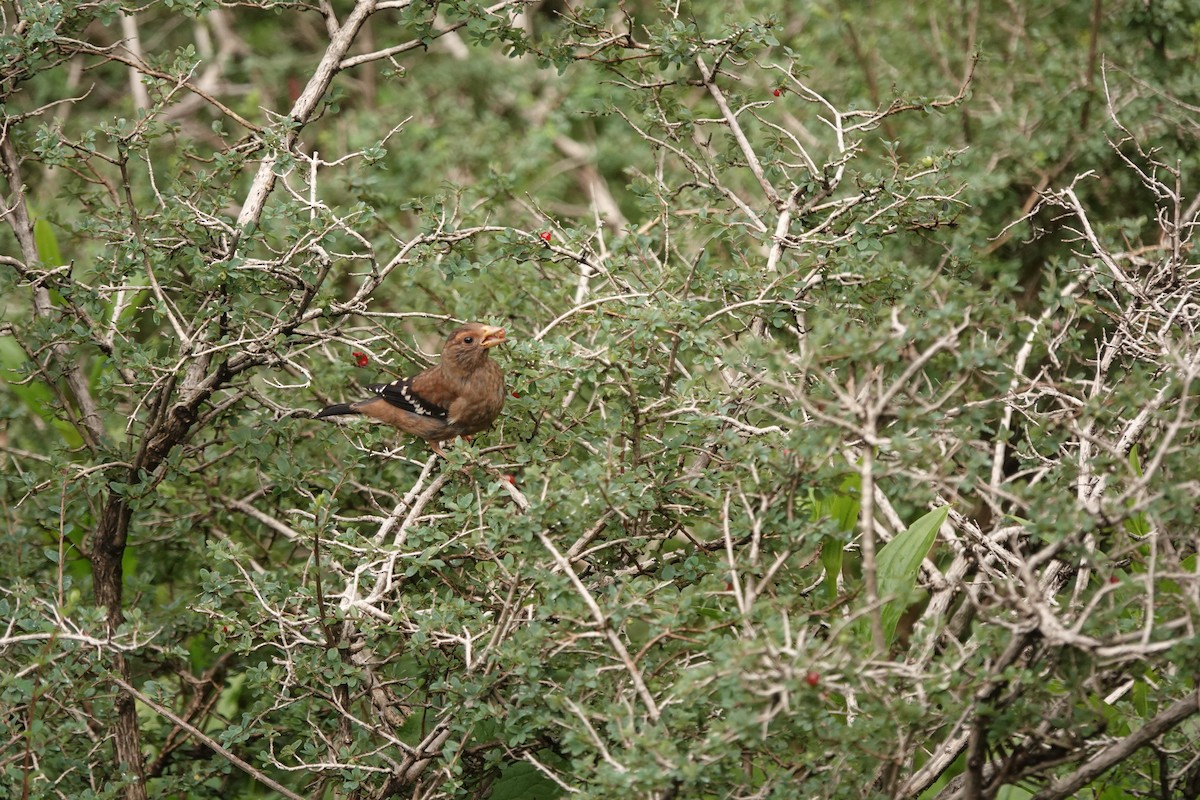 Spectacled Finch - ML622230109