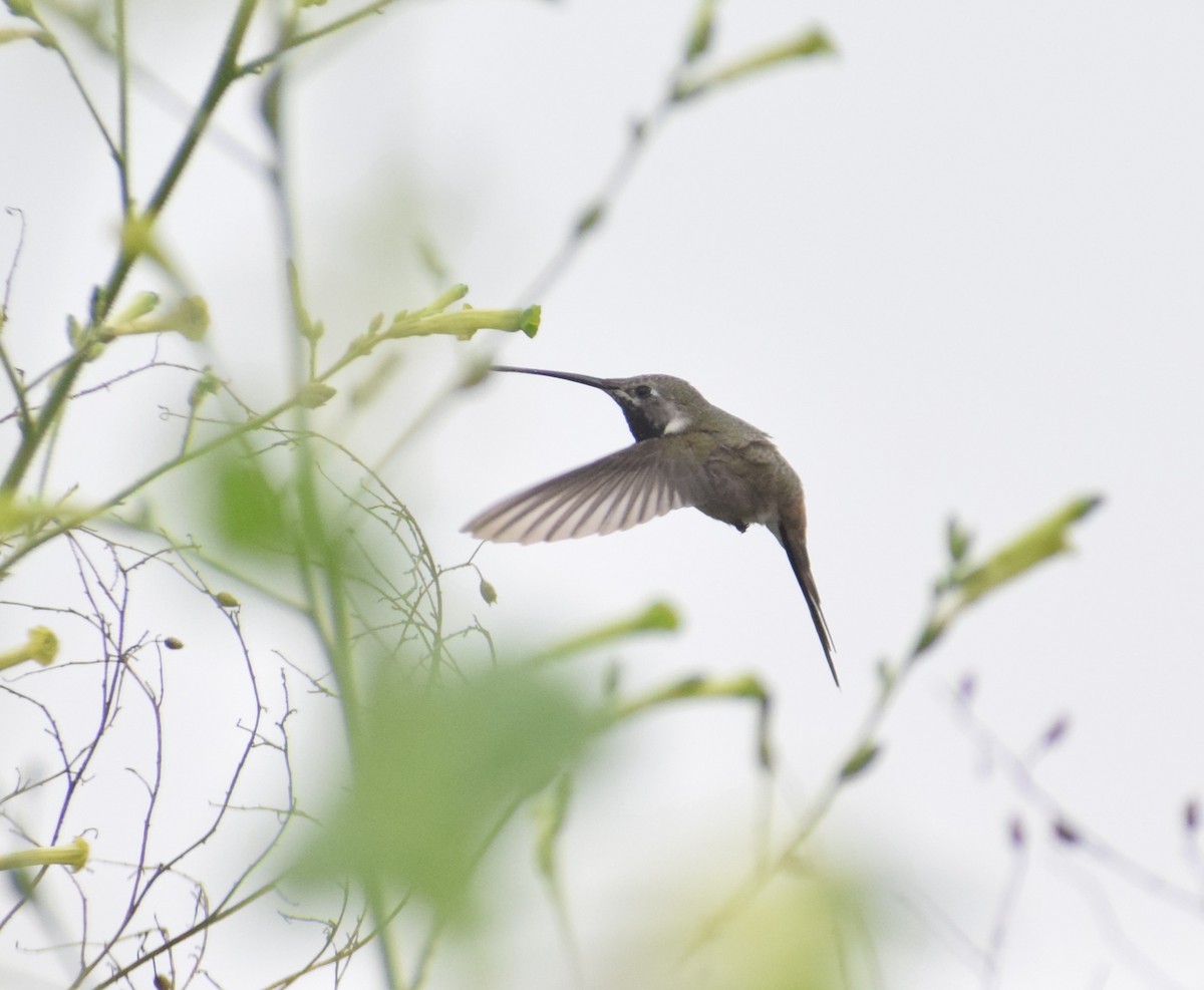 vesperkolibri - ML622230113