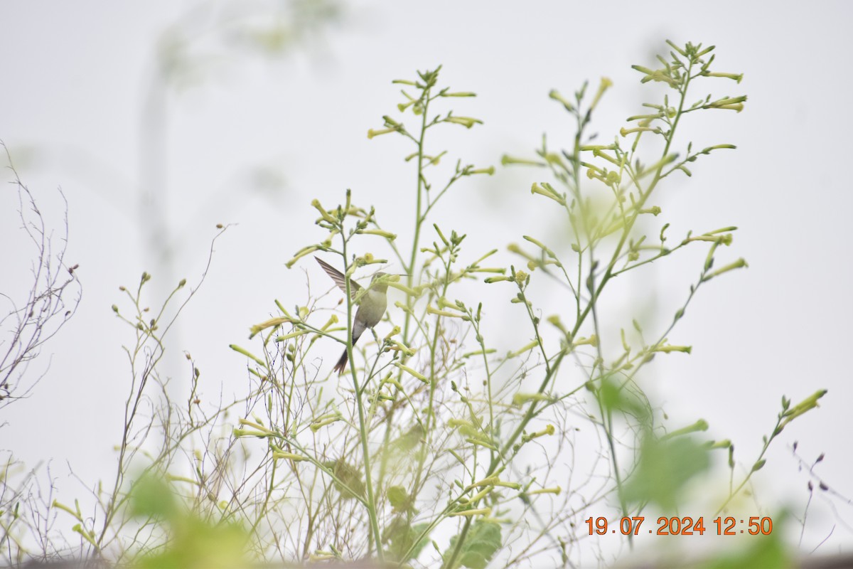 vesperkolibri - ML622230114