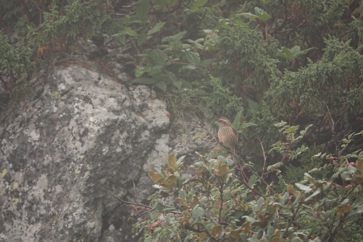 Pink-browed Rosefinch - ML622230225