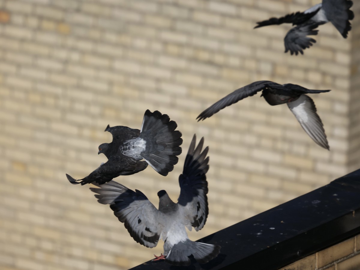 Rock Pigeon (Feral Pigeon) - ML622230315