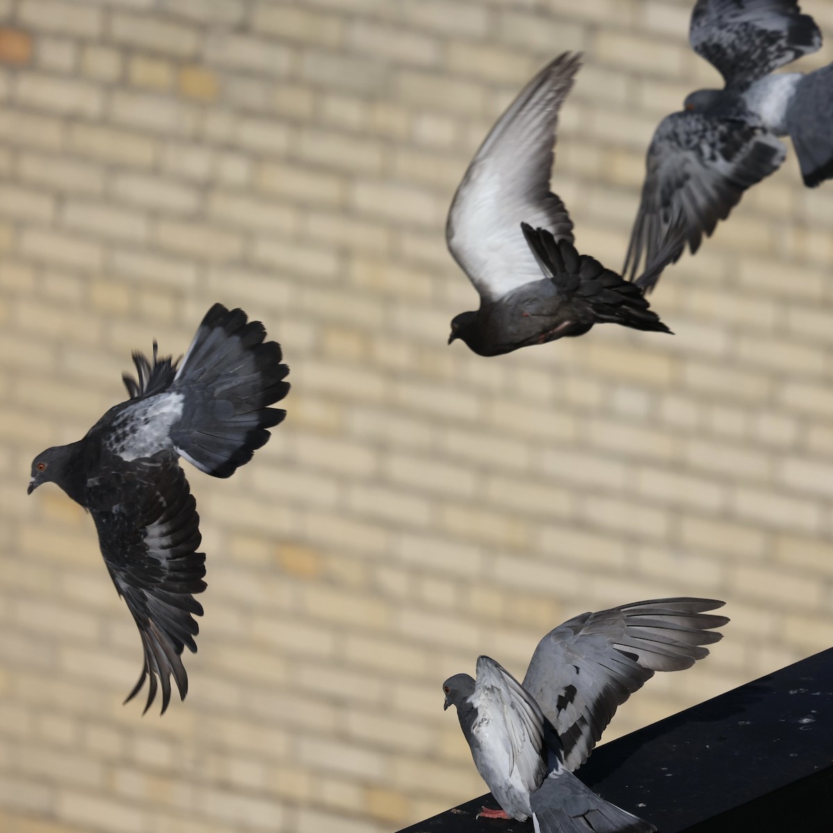 Rock Pigeon (Feral Pigeon) - ML622230317