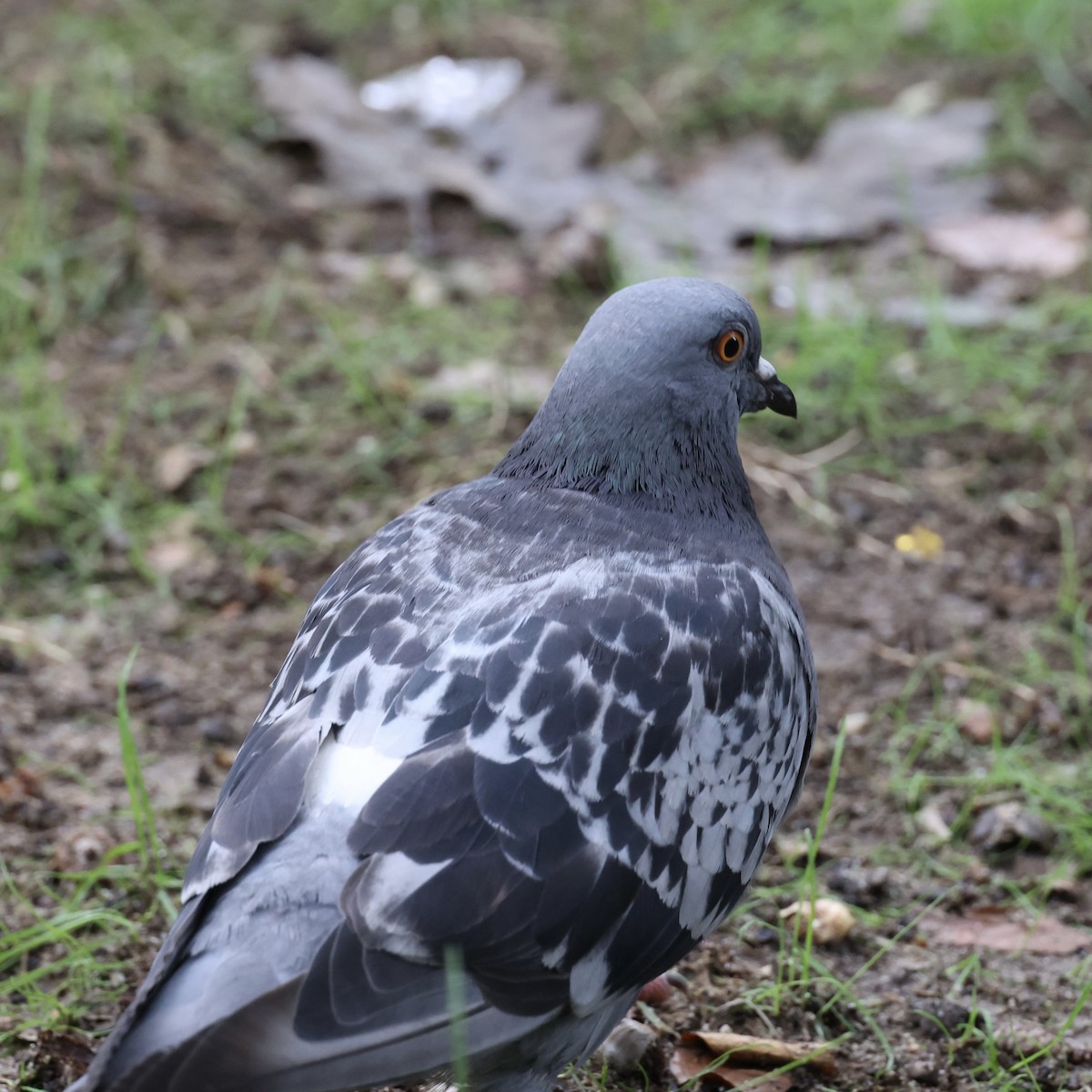 Rock Pigeon (Feral Pigeon) - Michael Burkhart