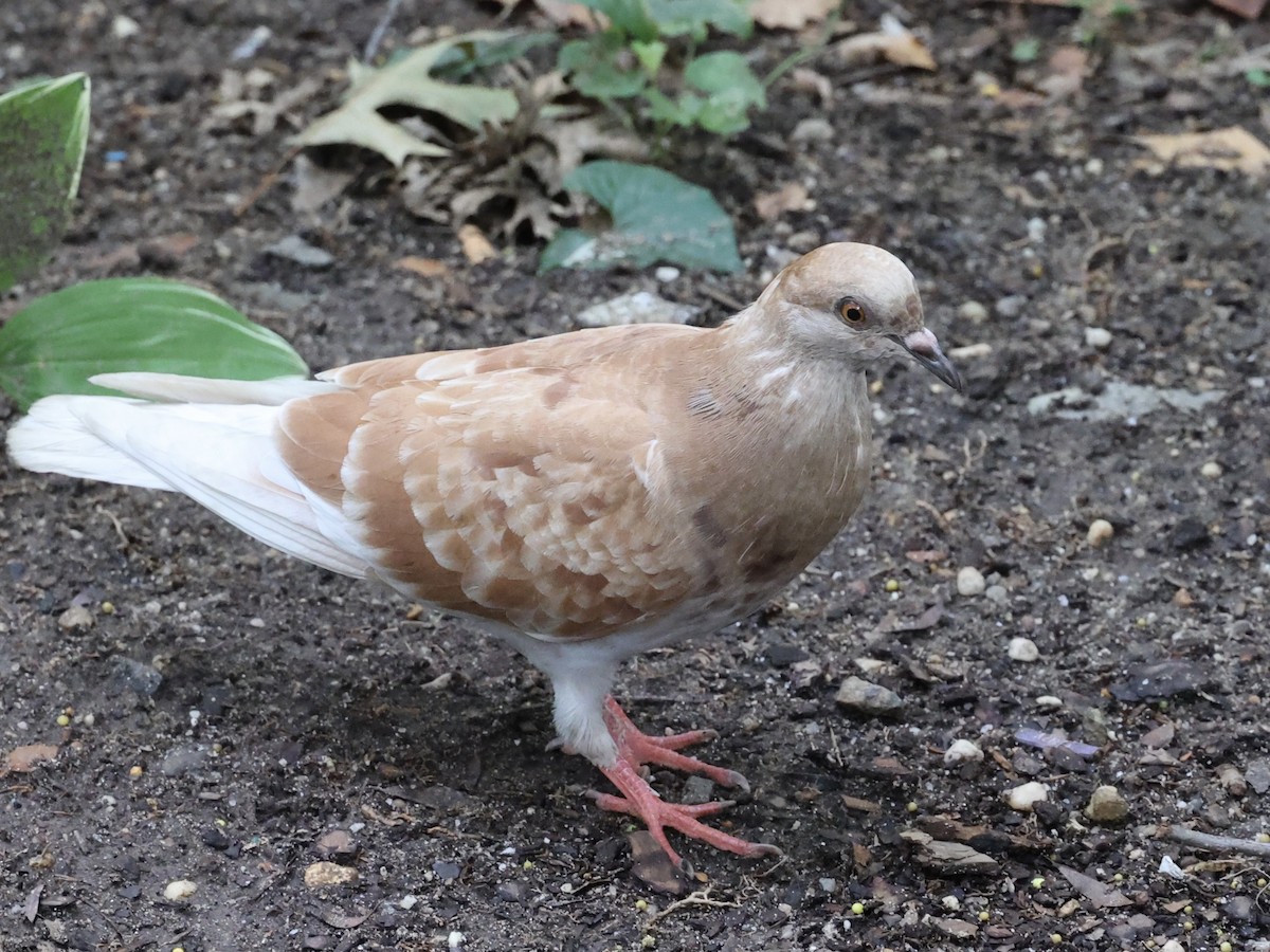 Rock Pigeon (Feral Pigeon) - ML622230335