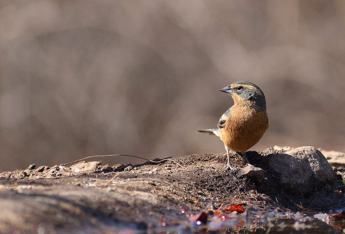 Cinnamon Warbling Finch - ML622230398