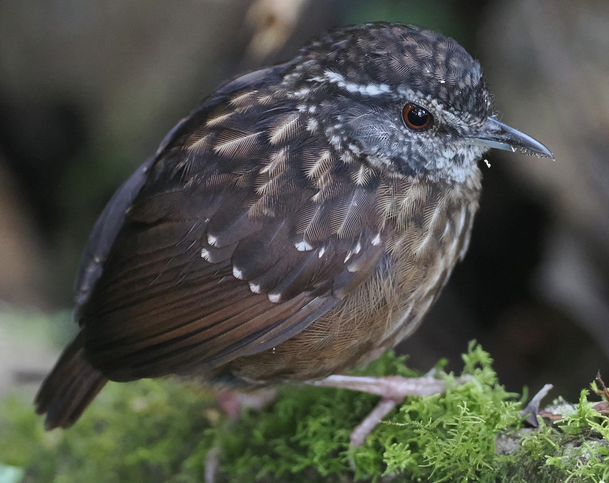 Eyebrowed Wren-Babbler - Stephan Lorenz